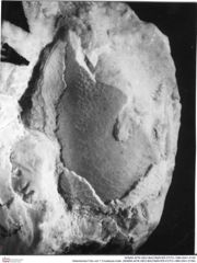 Historisches Foto von ? Crustacea indet. (NHMW-AFW-GEO-BACHMAYER-FOTO-1990-0041-0159)